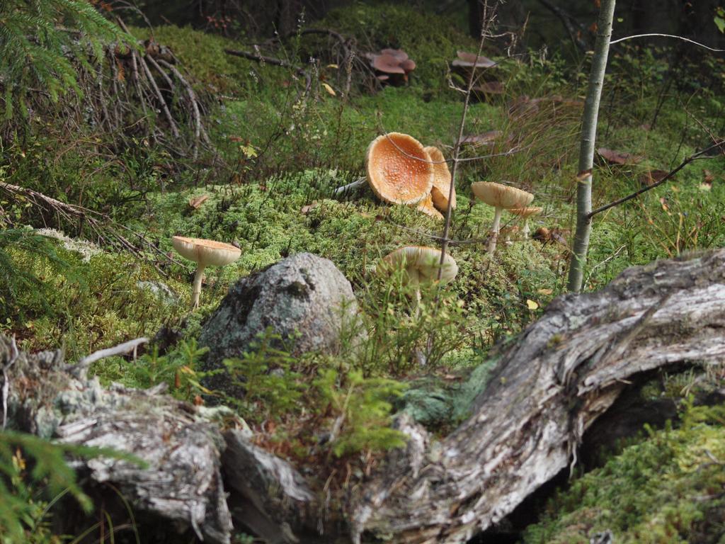 Mieps Huset Dalarna Holiday Kullen  Exteriér fotografie